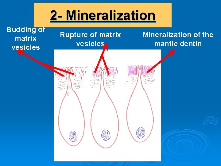 2 - Mineralization Budding of matrix vesicles Rupture of matrix vesicles Mineralization of the