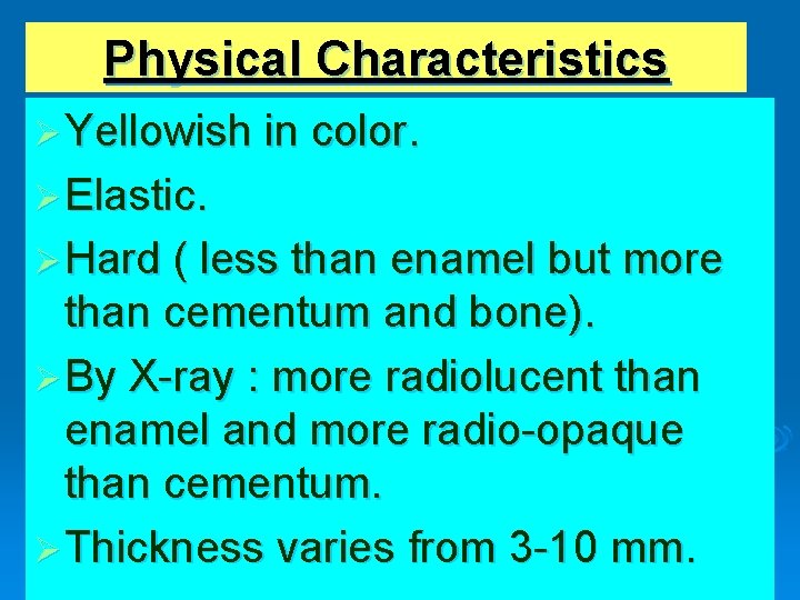 Physical Characteristics Ø Yellowish in color. Ø Elastic. Ø Hard ( less than enamel