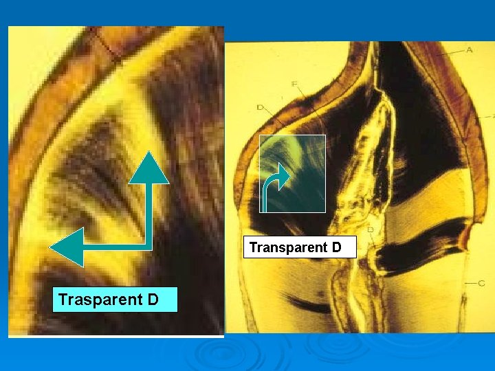 Transparent D Trasparent D 