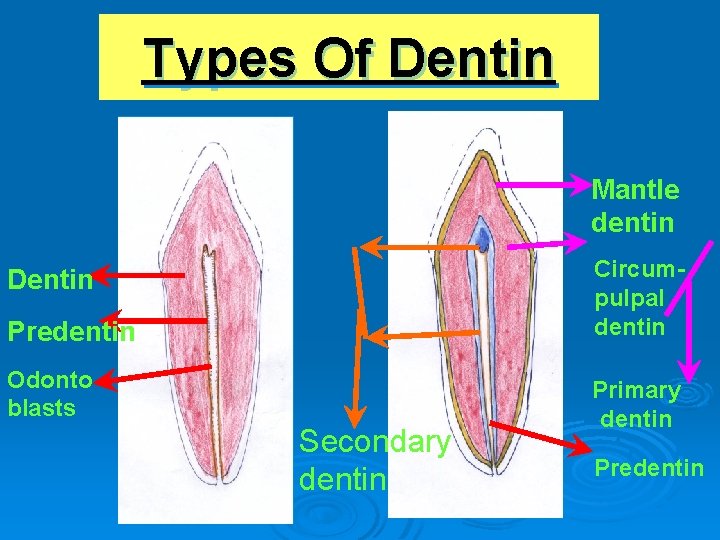 Types Of Dentin Mantle dentin Predentin Circumpulpal dentin Odonto blasts Primary dentin Dentin Secondary