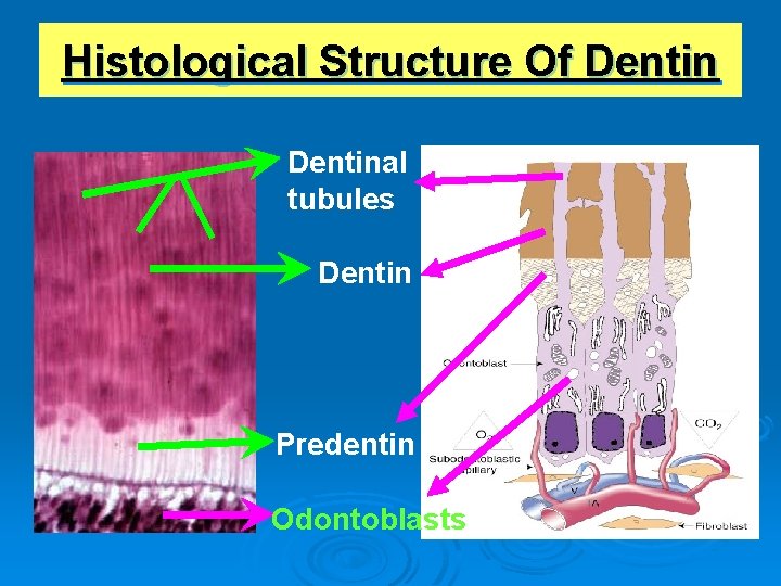 Histological Structure Of Dentinal tubules Dentin Predentin Odontoblasts 