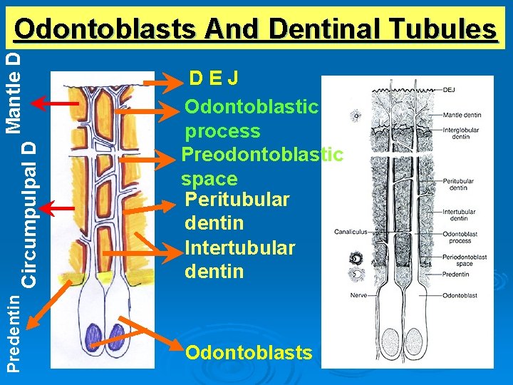 Predentin Circumpulpal D Mantle D Odontoblasts And Dentinal Tubules DEJ Odontoblastic process Preodontoblastic space