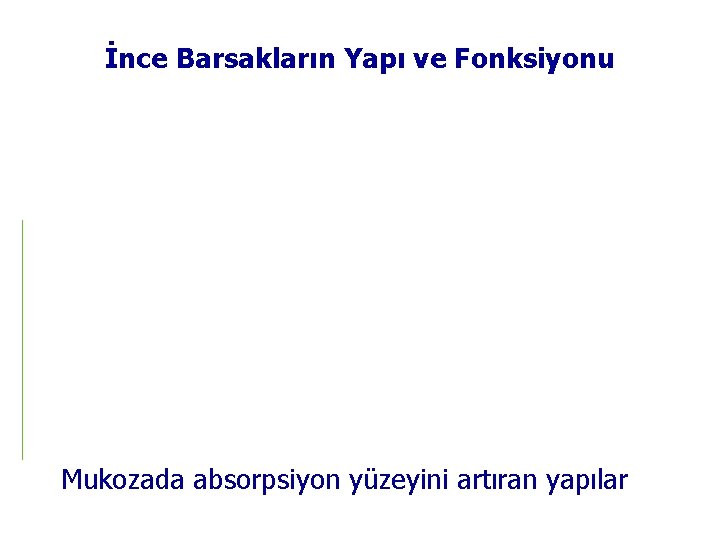 İnce Barsakların Yapı ve Fonksiyonu Mukozada absorpsiyon yüzeyini artıran yapılar 