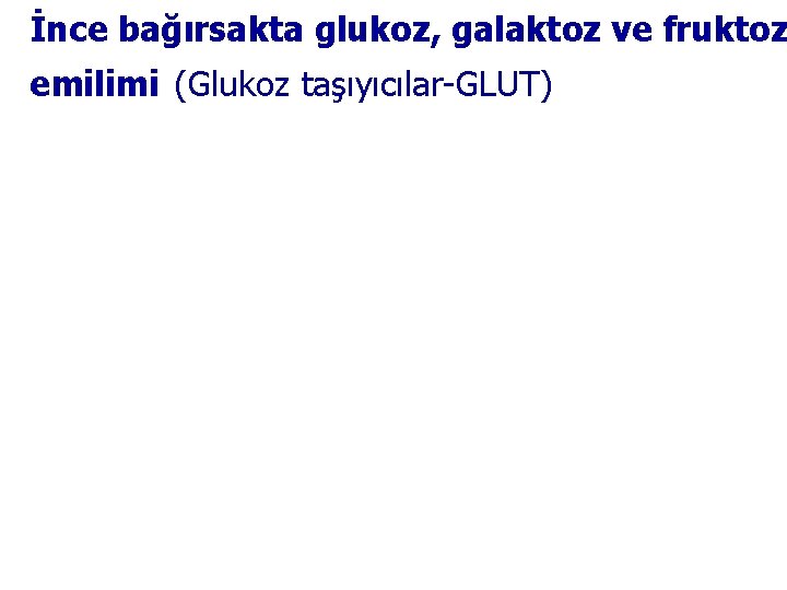 İnce bağırsakta glukoz, galaktoz ve fruktoz emilimi (Glukoz taşıyıcılar-GLUT) 