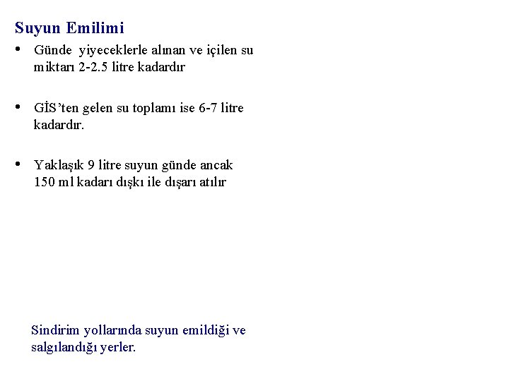 Suyun Emilimi • Günde yiyeceklerle alınan ve içilen su miktarı 2 -2. 5 litre