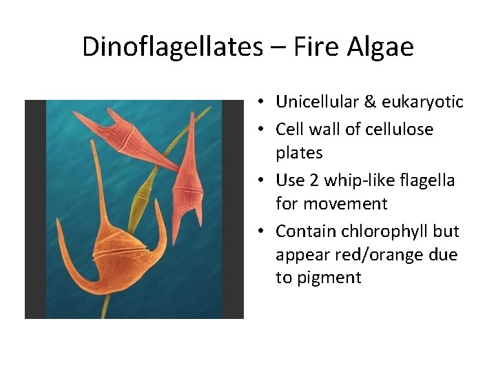 Dinoflagellates – Fire Algae • Unicellular & eukaryotic • Cell wall of cellulose plates