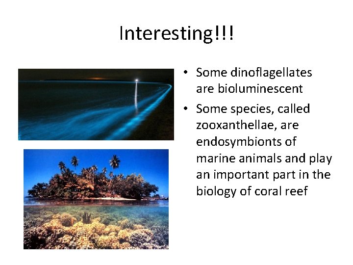 Interesting!!! • Some dinoflagellates are bioluminescent • Some species, called zooxanthellae, are endosymbionts of