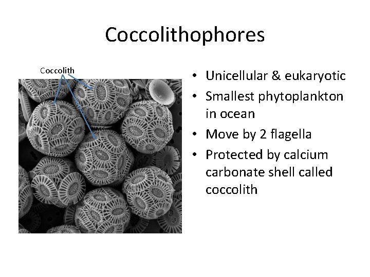 Coccolithophores Coccolith • Unicellular & eukaryotic • Smallest phytoplankton in ocean • Move by