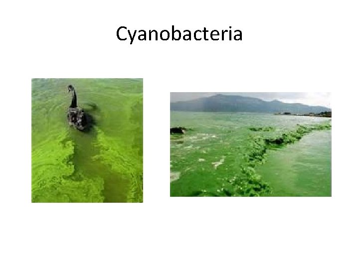 Cyanobacteria 