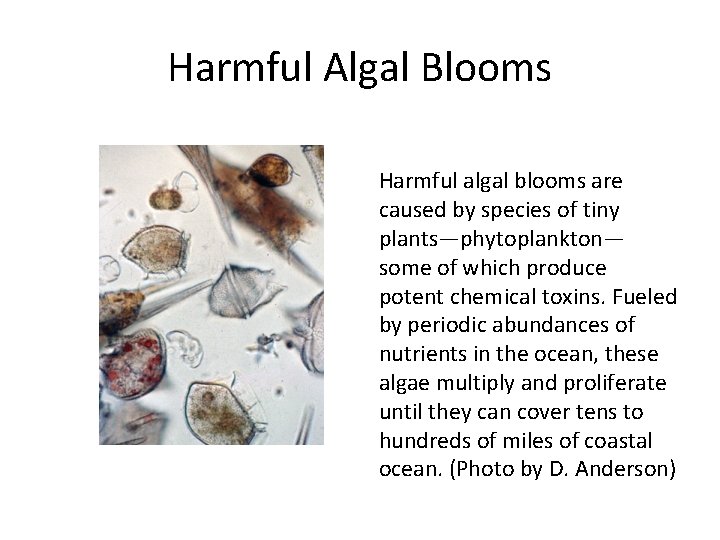 Harmful Algal Blooms Harmful algal blooms are caused by species of tiny plants—phytoplankton— some