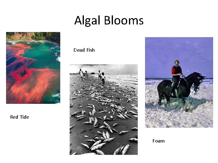 Algal Blooms Dead Fish Red Tide Foam 