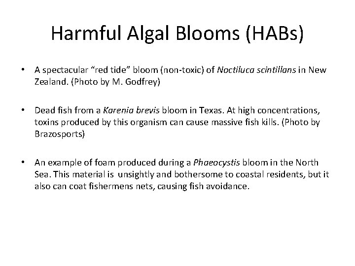 Harmful Algal Blooms (HABs) • A spectacular “red tide” bloom (non-toxic) of Noctiluca scintillans