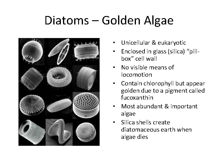 Diatoms – Golden Algae • Unicellular & eukaryotic • Enclosed in glass (silica) “pillbox”