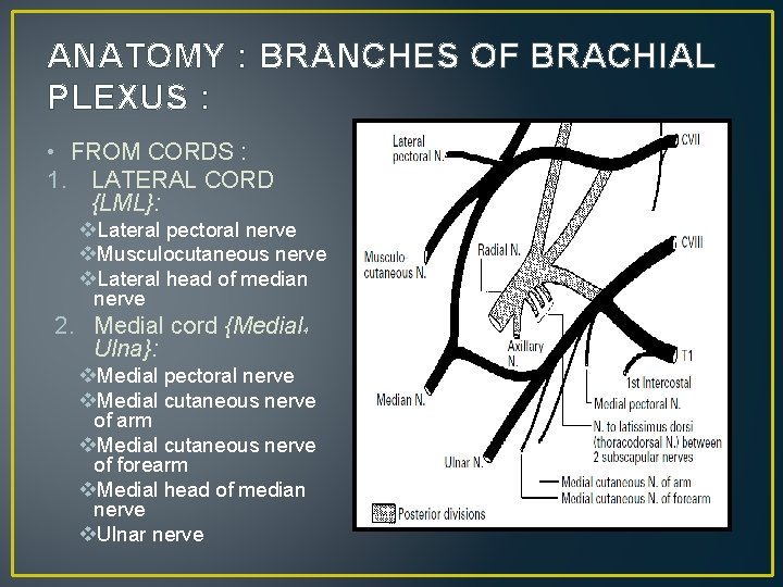 ANATOMY : BRANCHES OF BRACHIAL PLEXUS : • FROM CORDS : 1. LATERAL CORD