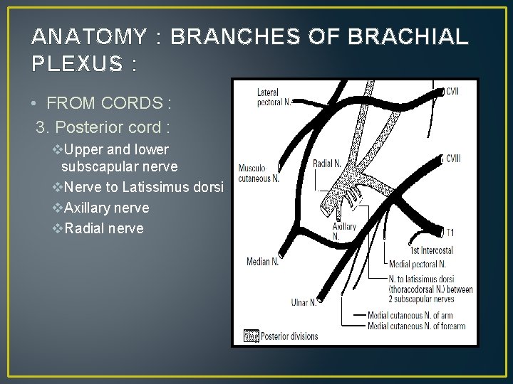 ANATOMY : BRANCHES OF BRACHIAL PLEXUS : • FROM CORDS : 3. Posterior cord