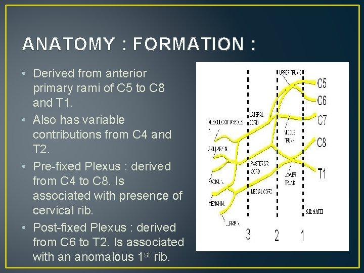ANATOMY : FORMATION : • Derived from anterior primary rami of C 5 to