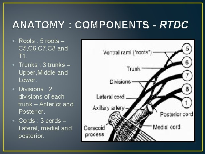 ANATOMY : COMPONENTS - RTDC • Roots : 5 roots – C 5, C