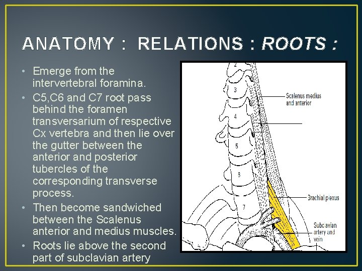 ANATOMY : RELATIONS : ROOTS : • Emerge from the intervertebral foramina. • C