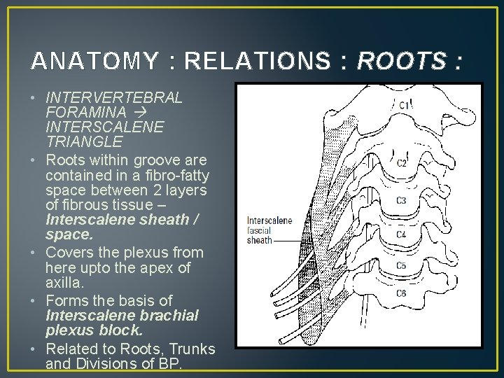ANATOMY : RELATIONS : ROOTS : • INTERVERTEBRAL FORAMINA INTERSCALENE TRIANGLE • Roots within