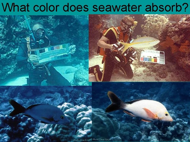 What color does seawater absorb? mostly the reds! What if we replace the red