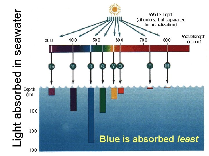 Light absorbed in seawater Blue is absorbed least 