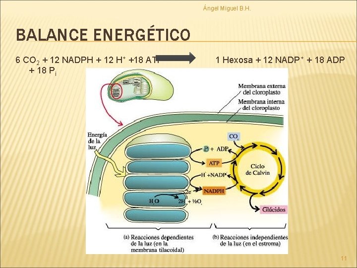 Ángel Miguel B. H. BALANCE ENERGÉTICO 6 CO 2 + 12 NADPH + 12