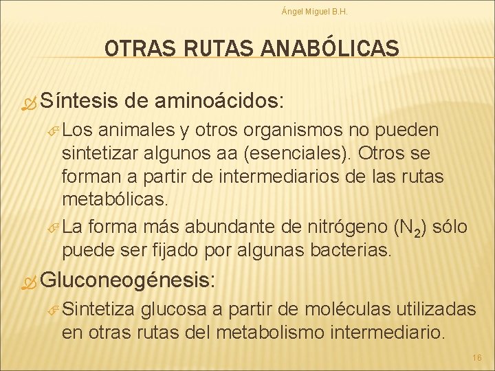 Ángel Miguel B. H. OTRAS RUTAS ANABÓLICAS Síntesis de aminoácidos: Los animales y otros
