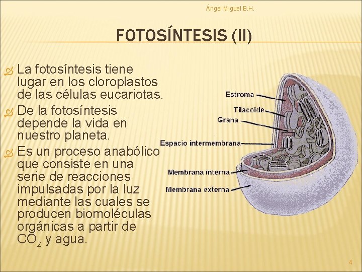 Ángel Miguel B. H. FOTOSÍNTESIS (II) La fotosíntesis tiene lugar en los cloroplastos de