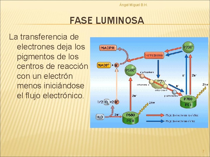 Ángel Miguel B. H. FASE LUMINOSA La transferencia de electrones deja los pigmentos de