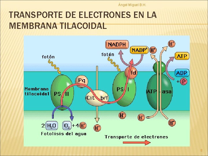 Ángel Miguel B. H. TRANSPORTE DE ELECTRONES EN LA MEMBRANA TILACOIDAL 8 