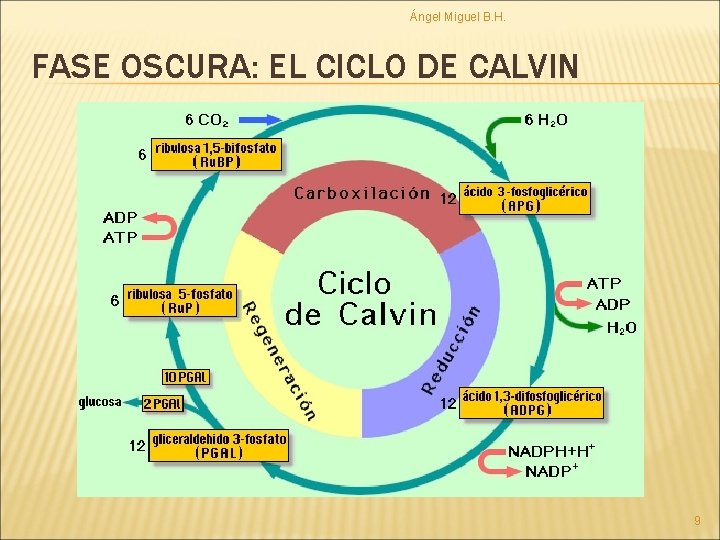 Ángel Miguel B. H. FASE OSCURA: EL CICLO DE CALVIN 9 