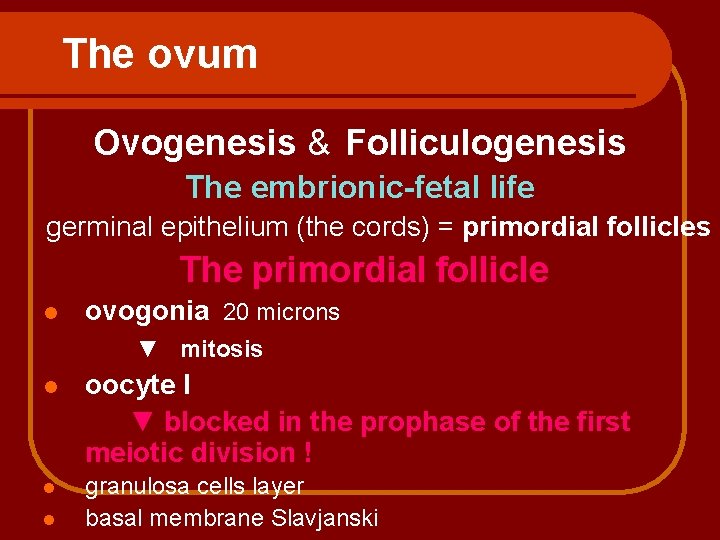 The ovum Ovogenesis & Folliculogenesis The embrionic-fetal life germinal epithelium (the cords) = primordial