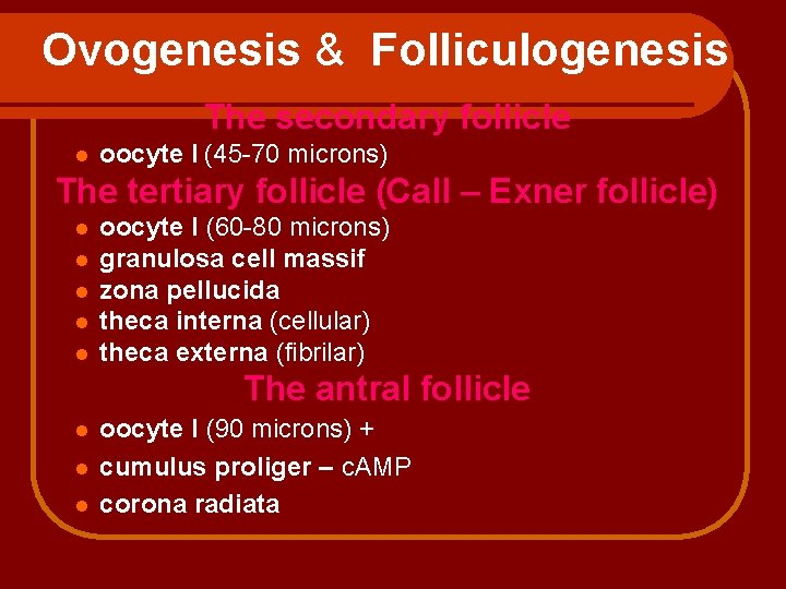 Ovogenesis & Folliculogenesis The secondary follicle l oocyte I (45 -70 microns) The tertiary