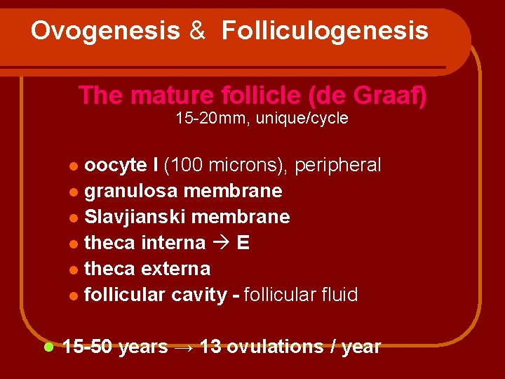 Ovogenesis & Folliculogenesis The mature follicle (de Graaf) 15 -20 mm, unique/cycle oocyte I