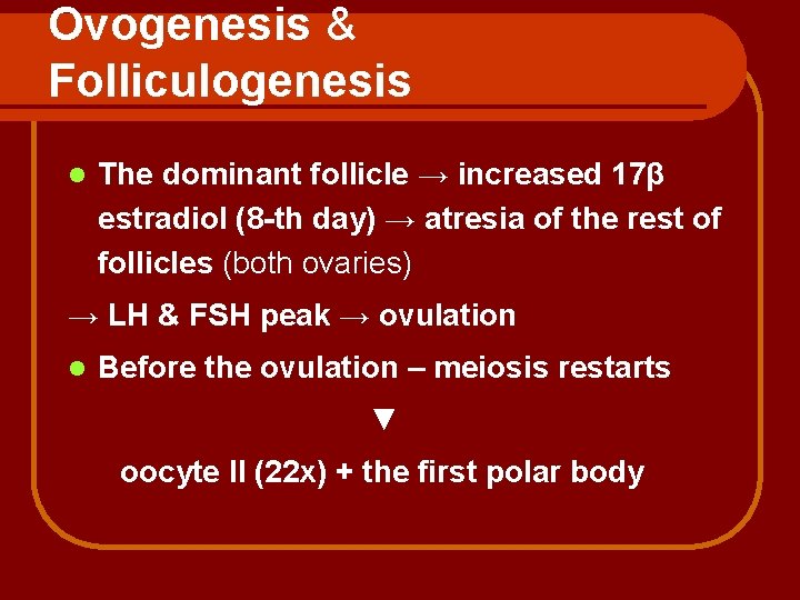 Ovogenesis & Folliculogenesis l The dominant follicle → increased 17β estradiol (8 -th day)