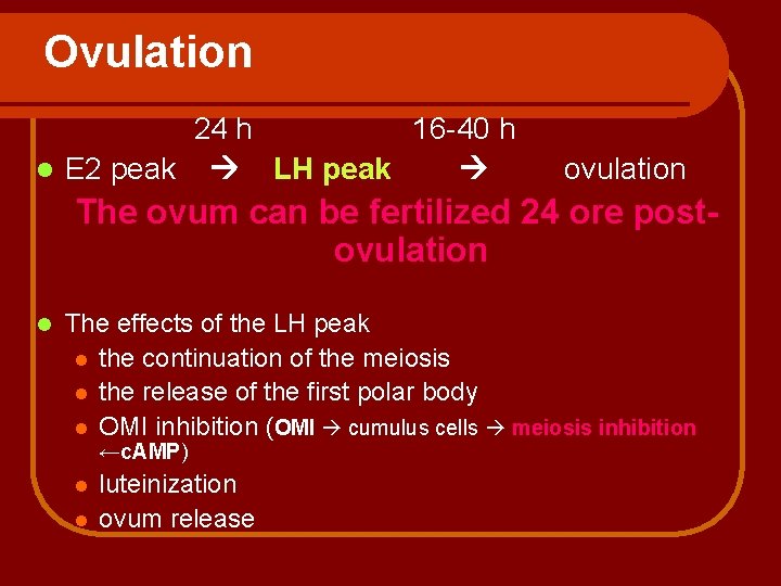 Ovulation 24 h 16 -40 h l E 2 peak LH peak ovulation The