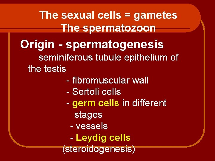 The sexual cells = gametes The spermatozoon Origin - spermatogenesis seminiferous tubule epithelium of