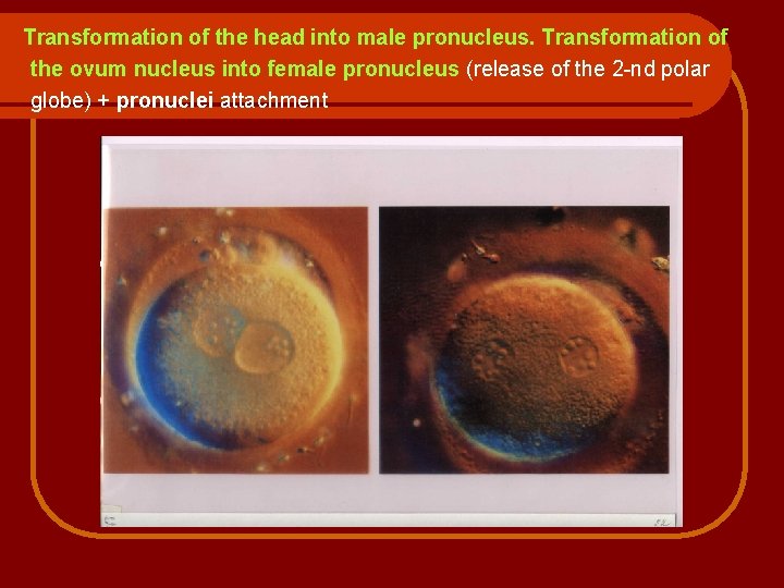 Transformation of the head into male pronucleus. Transformation of the ovum nucleus into female