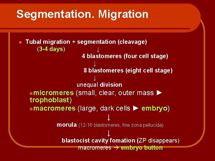 Segmentation. Migration l Tubal migration + segmentation (cleavage) (3 -4 days) ↓ 4 blastomeres