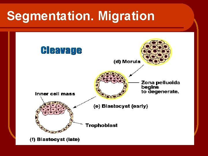 Segmentation. Migration 