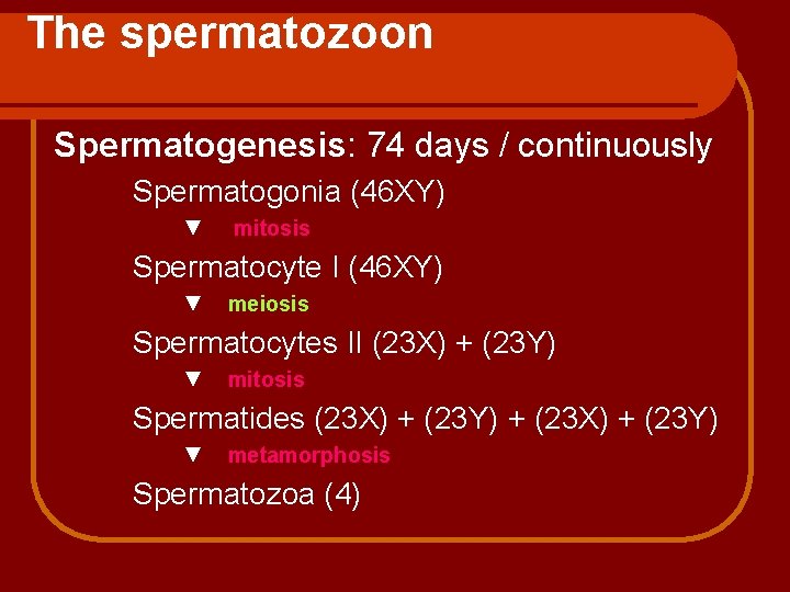 The spermatozoon Spermatogenesis: 74 days / continuously Spermatogonia (46 XY) ▼ mitosis Spermatocyte I