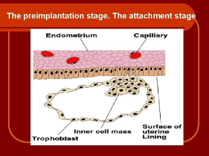 The preimplantation stage. The attachment stage 