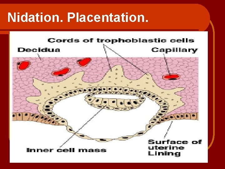 Nidation. Placentation. 