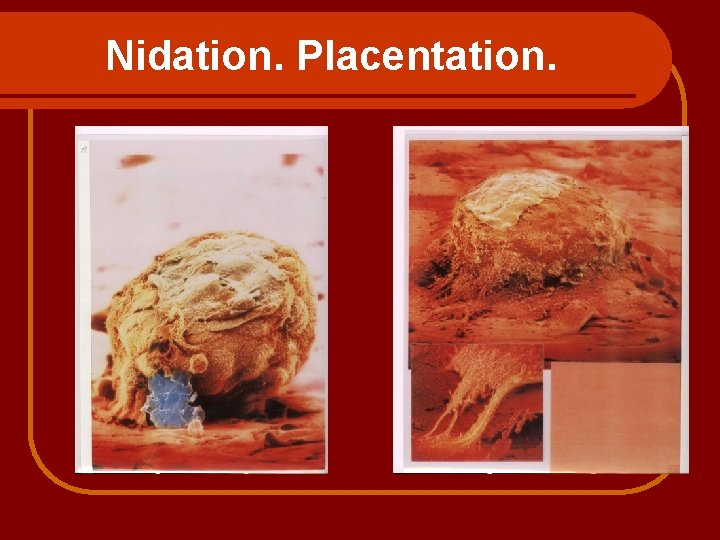 Nidation. Placentation. 