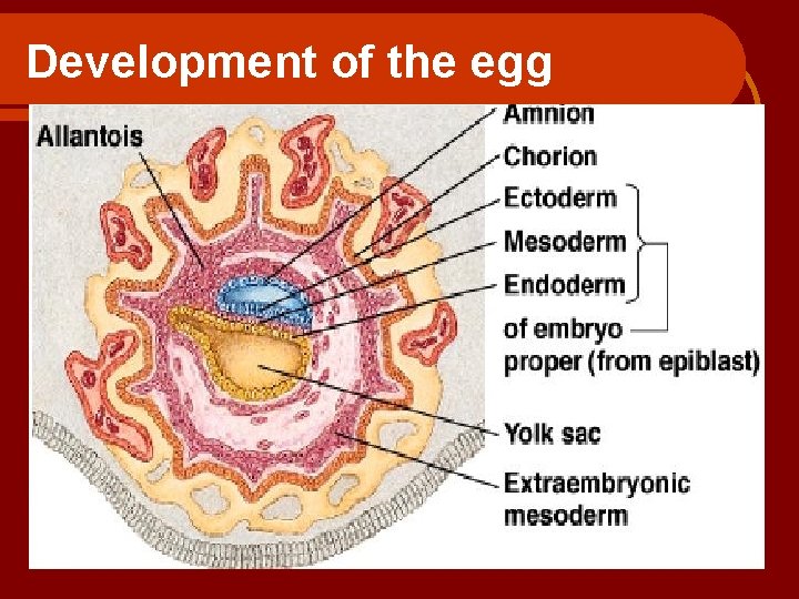 Development of the egg 