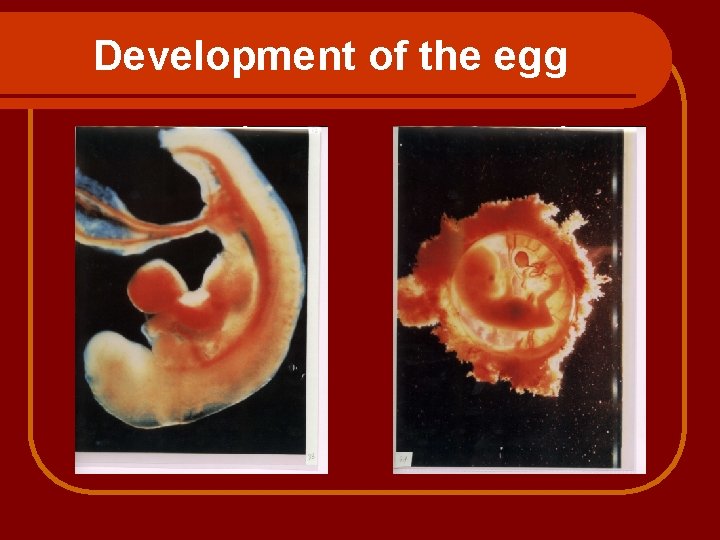 Development of the egg 