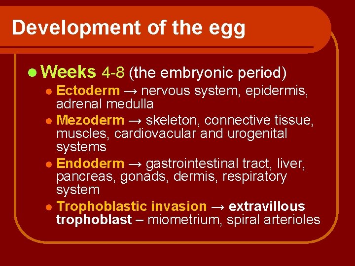 Development of the egg l Weeks 4 -8 (the embryonic period) l Ectoderm →