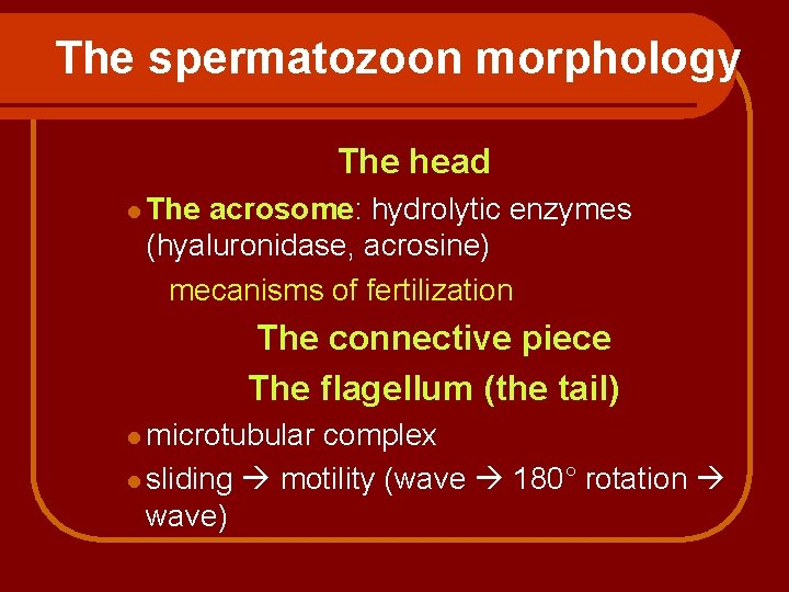 The spermatozoon morphology The head l The acrosome: hydrolytic enzymes (hyaluronidase, acrosine) mecanisms of