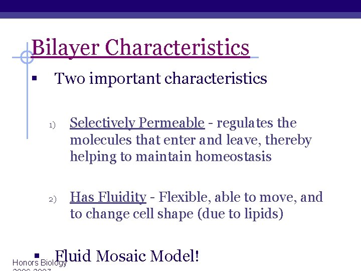 Bilayer Characteristics § Two important characteristics 1) 2) Selectively Permeable - regulates the molecules