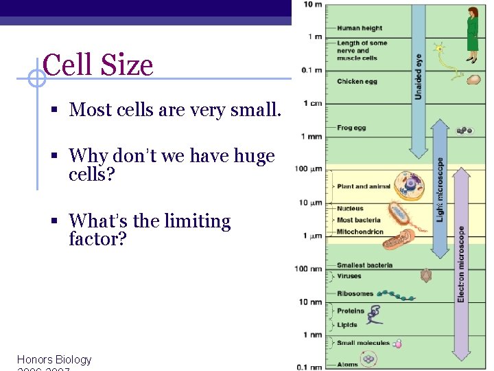 Cell Size § Most cells are very small. § Why don’t we have huge